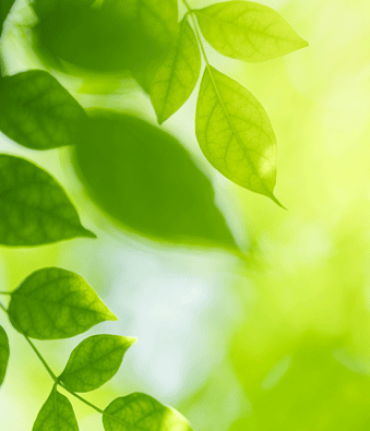 blätter auf grünem hintergrund