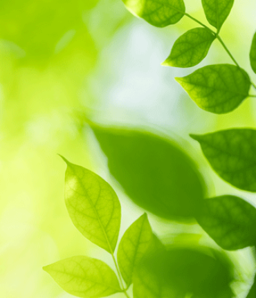 blätter auf grünem hintergrund