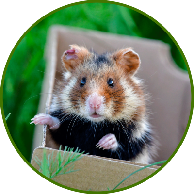 hamster_karton_rund